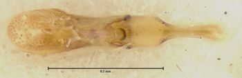 Media type: image;   Entomology 24103 Aspect: genitalia